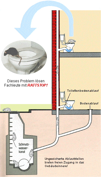 Rattensicherung Toilette