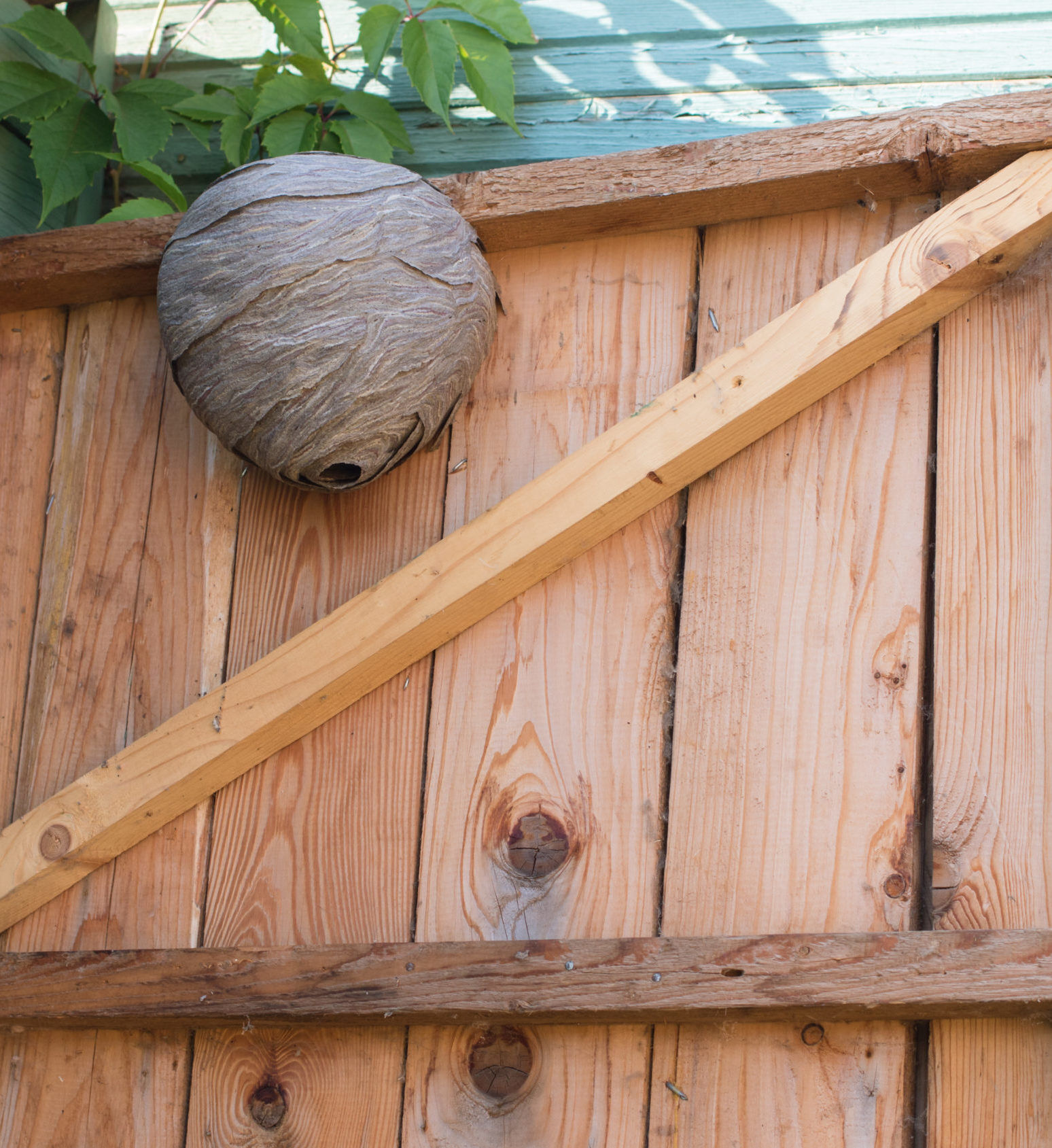 Empty wasp’s nest stuck to the wooden door of the shed Wespenbekämpfung vom Fachmann
