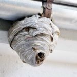 Wespenbekämpfung vom Fachmann Wespennest entfernen