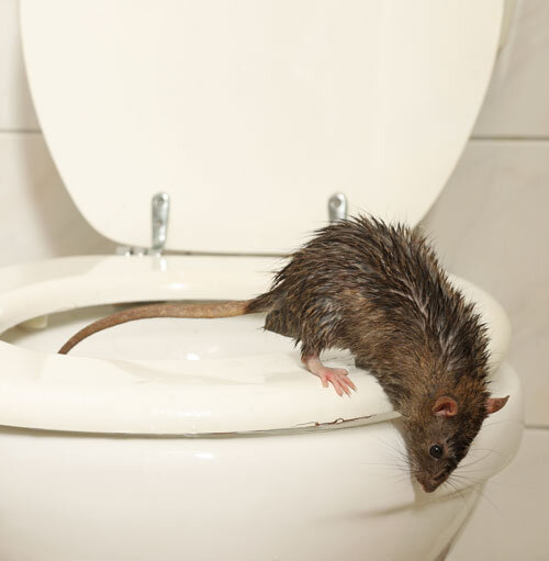 Ratte aus der Toilette - Was kann man tun