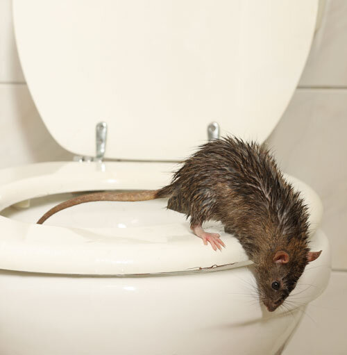 Ratten in der Toilette oder im Abwasserrohr? So sichern Sie sich ab