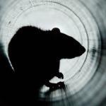 Ratte in einem Abwasserrohr