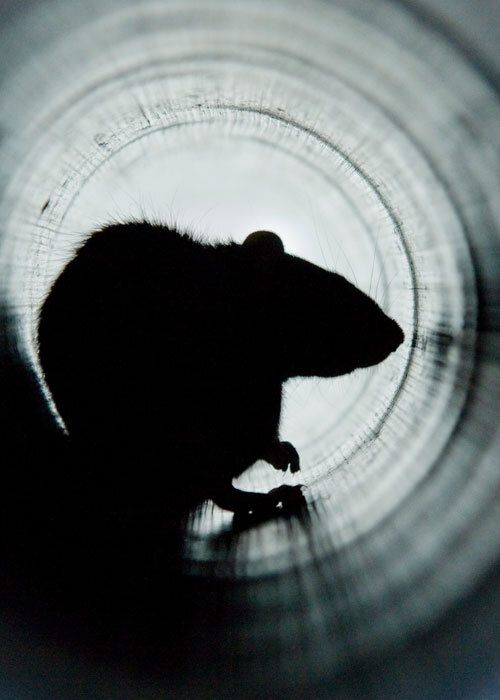 Ratten in der Toilette oder im Abwasserrohr? So sichern Sie sich ab