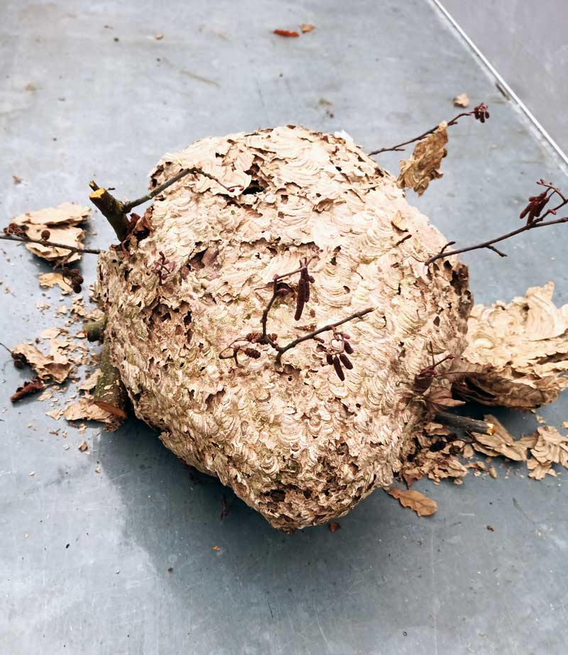 Entferntes Nest der Asiatischen Hornisse im Kreis Gütersloh, Stadt Werther