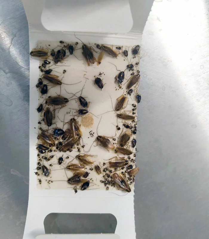 Finicon Klebefalle mit massivem Schabenbefall