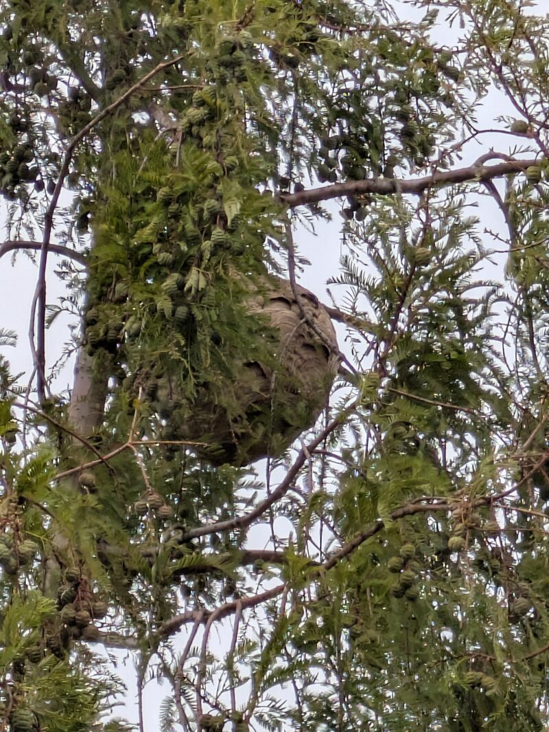 Asiatische Hornisse nun als etabliert eingestuft – Was das für Sie bedeutet