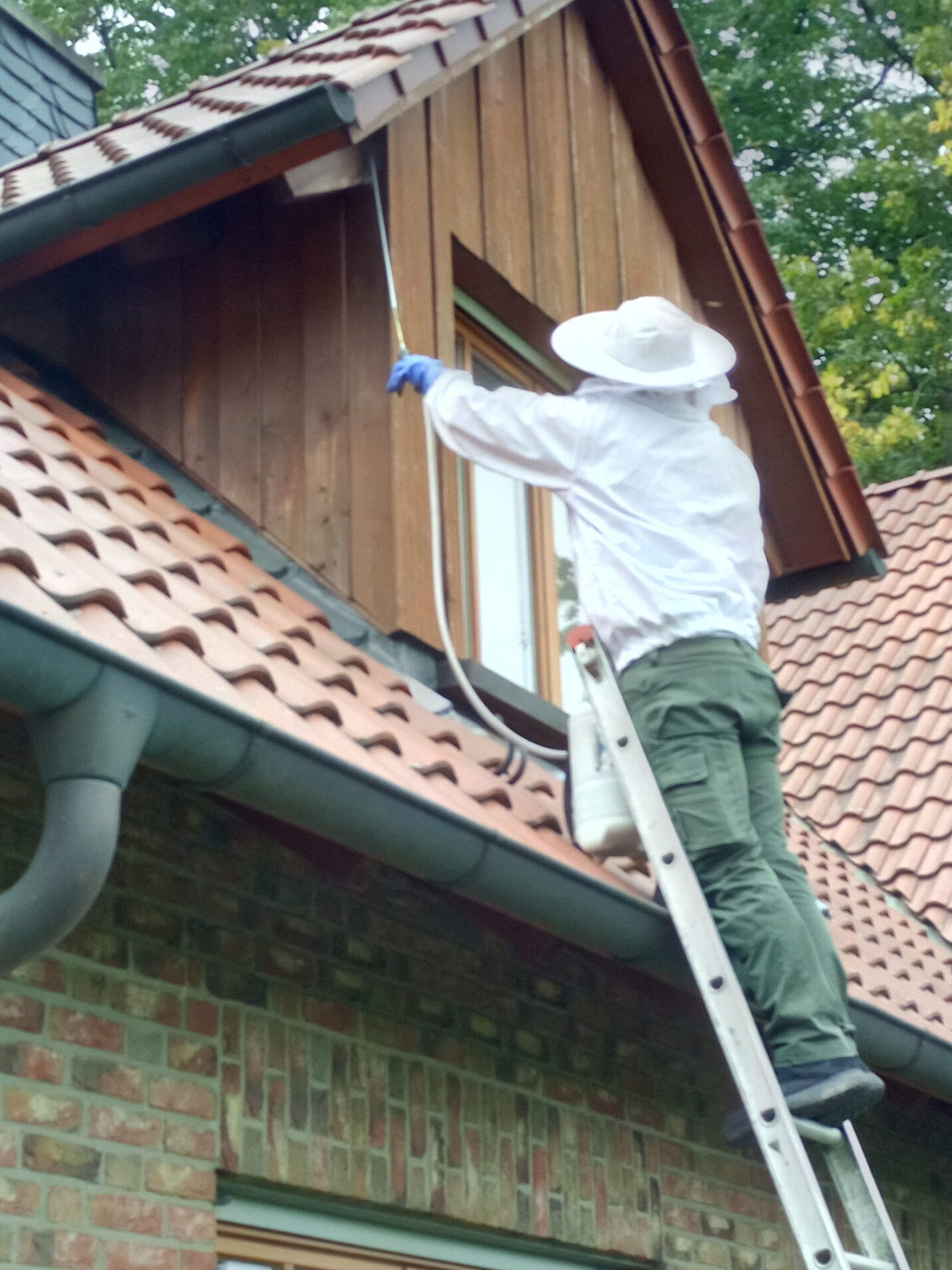 Wespenbekämpfung Bekämpfung von Wespen